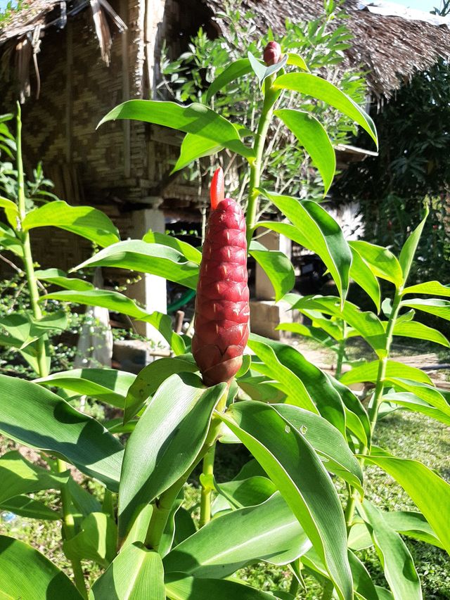 flower