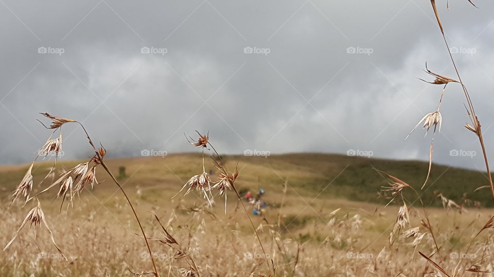 Savanna field