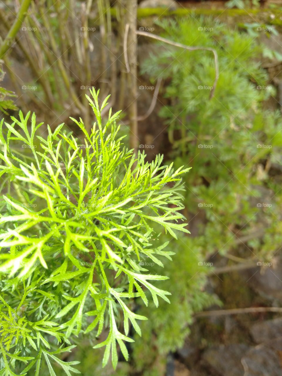 Pohon ini memiliki daun sangat halus, menanam pohon ini sangat mudah batang ranting di potong dan langsung di tancapkan ke tanah lalu siram setelah layu beberapa hari nanti akan timbul pucuk baru mulai hidup, poto ini di ambil di depan rumah