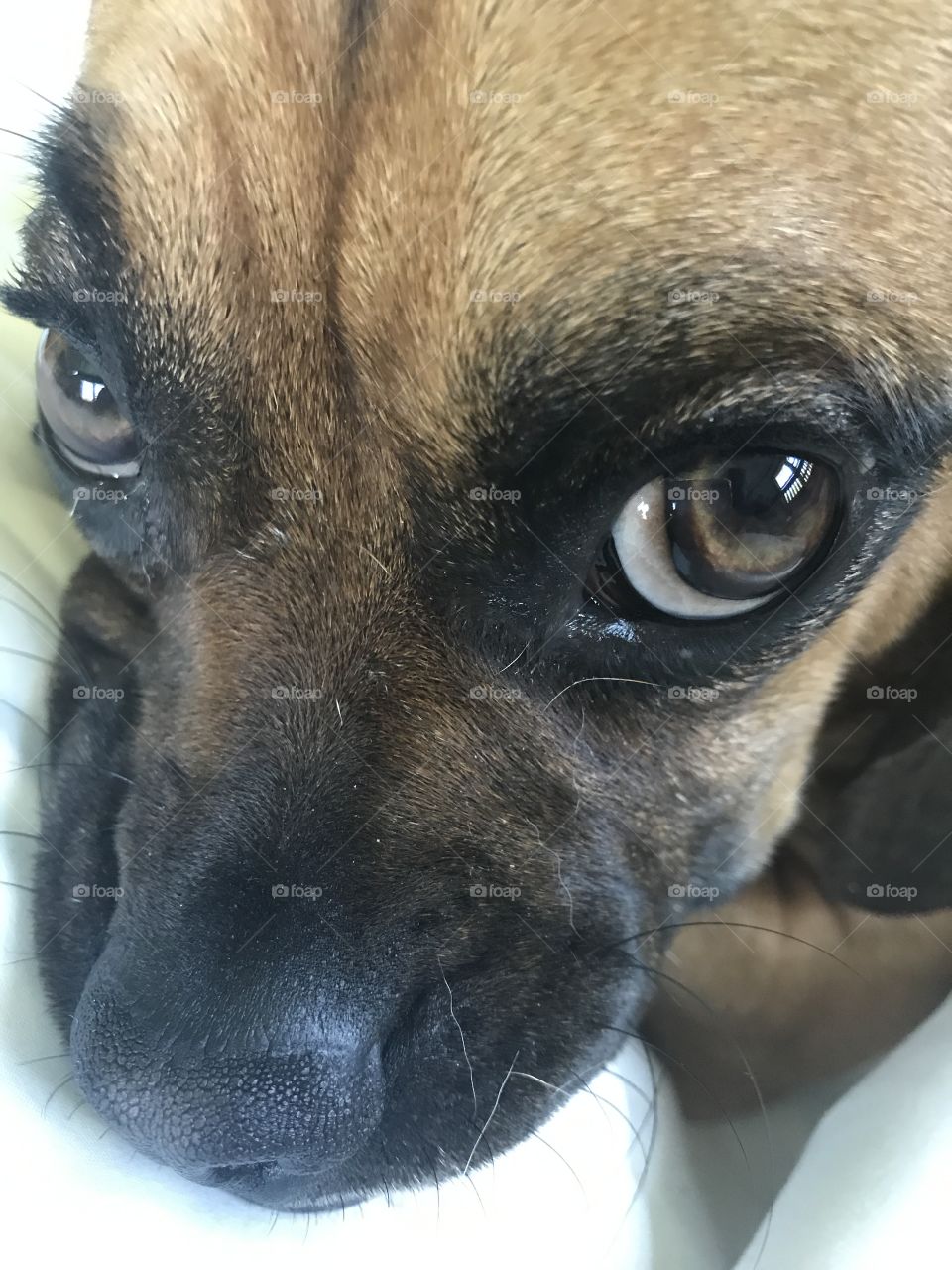 Puggle face