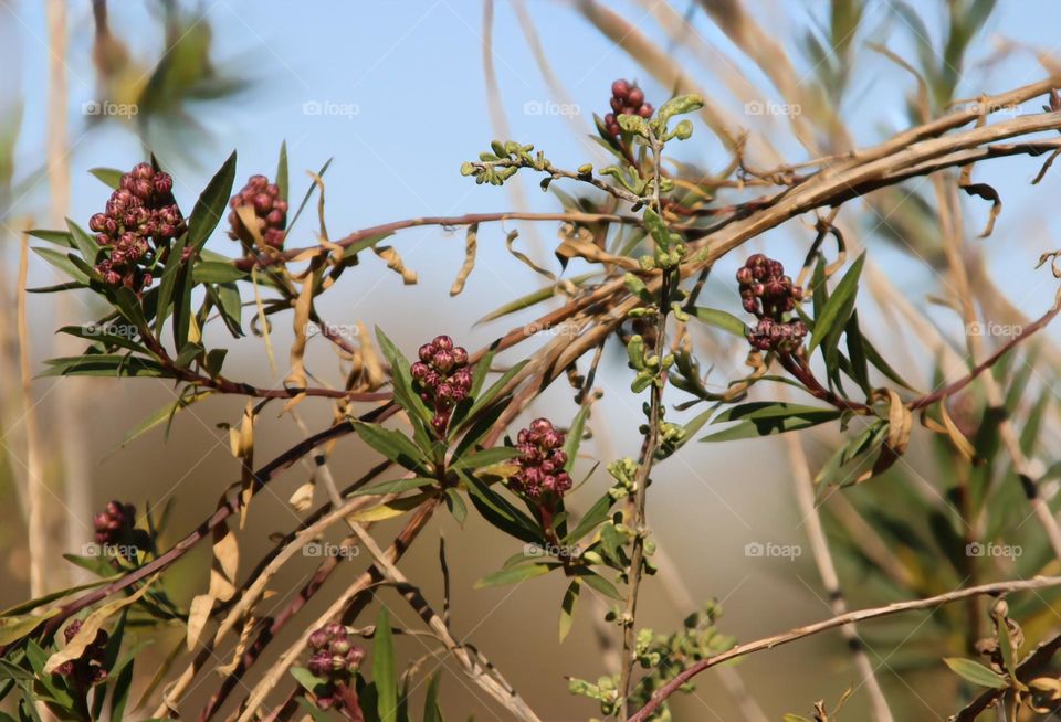 Buds of Early Spring