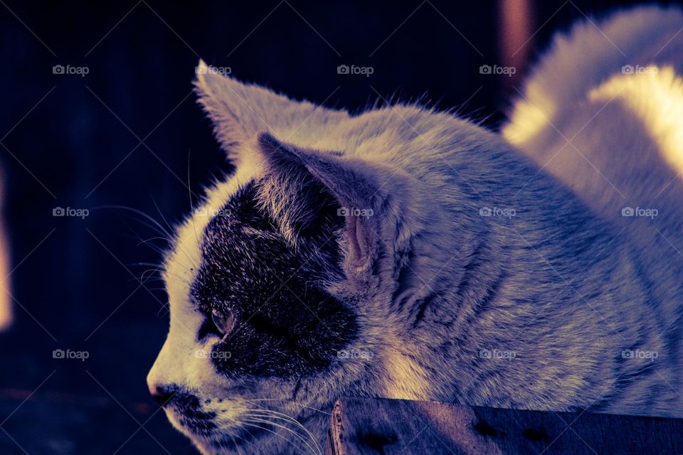 close up of a cat hiding behind a piece of wood