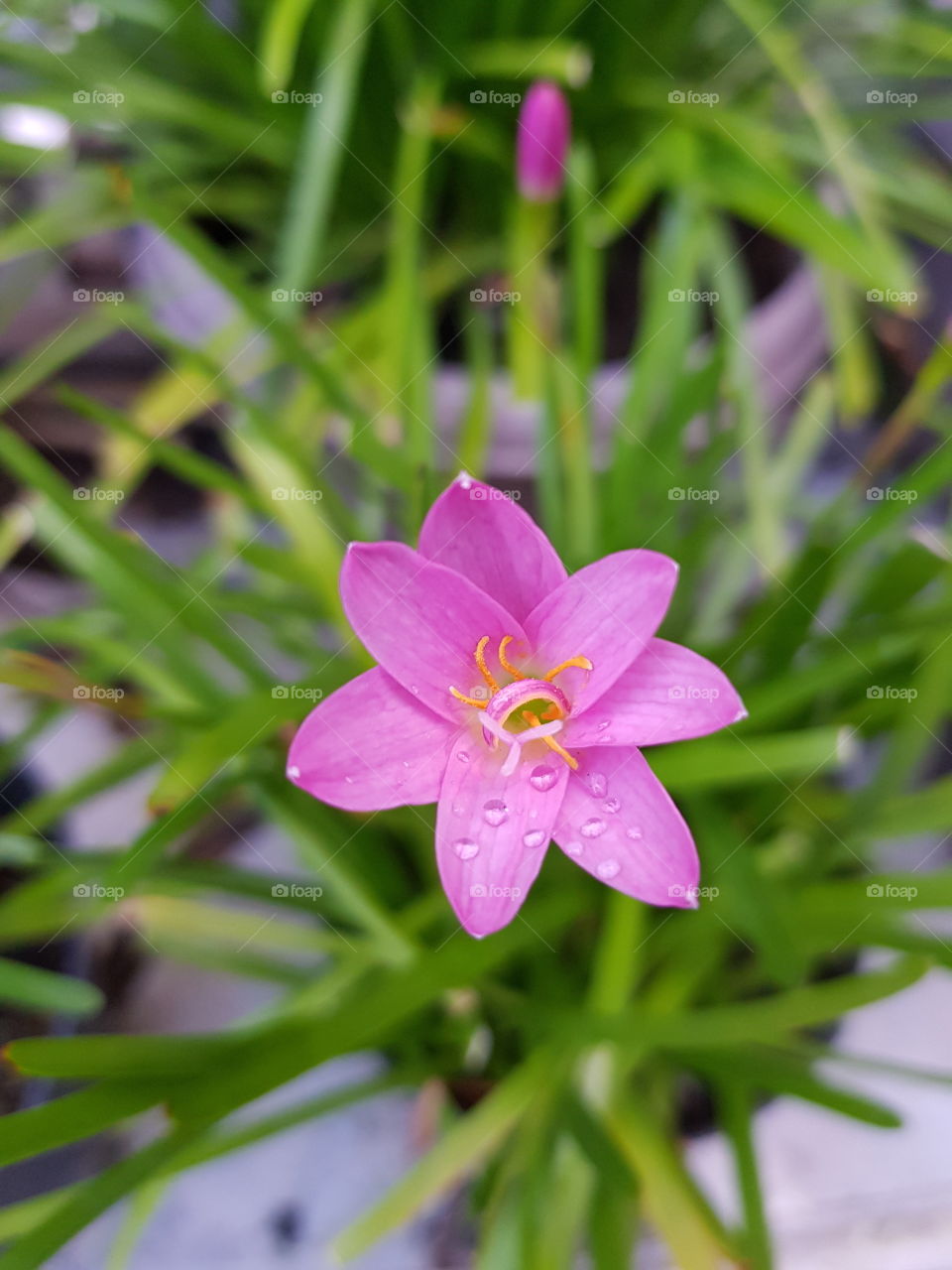 Pink Flower in Bloom
Different depth but same focused
(no filter)
auto focused

📸: tinkerjov
📱: samsung s8 plus