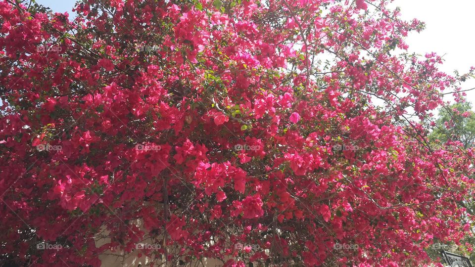 Bougainvillea with red flowers.
Beautiful trees that their flowers have different colors. Bougainvillea tree can cover all outer garden walls.