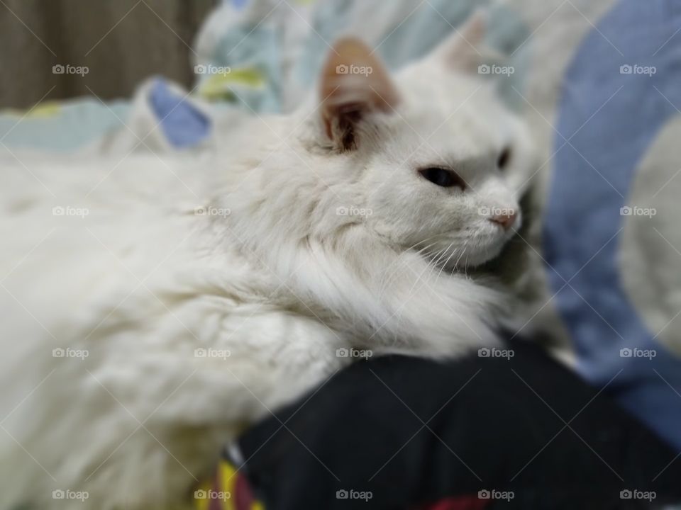 white persian cat in Harry Potter pillow
