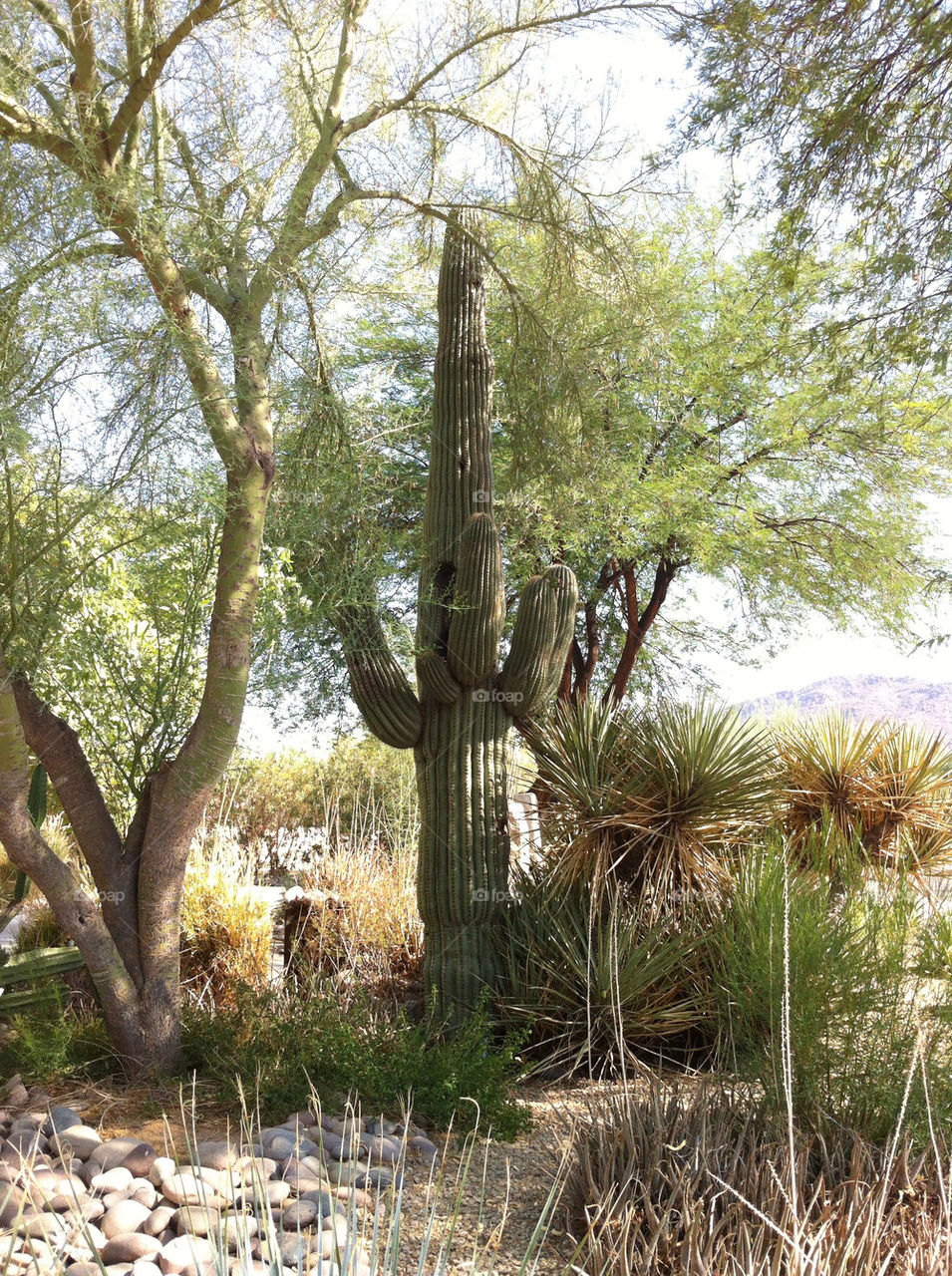 desert arizona agave saguaro by scharms