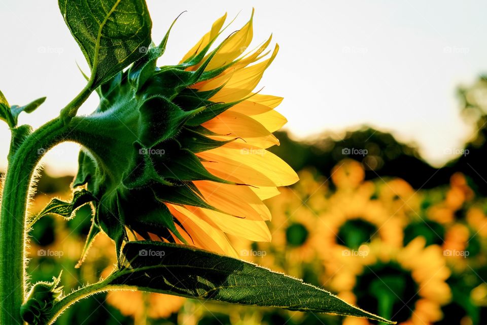 Foap, Memories of Summer. The sunflower, an iconic symbol of summer. Dorothea Dix Park, Raleigh, North Carolina. 