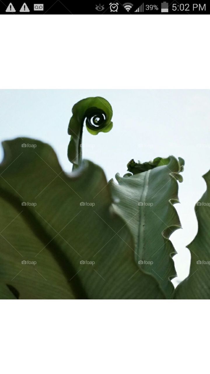 spiraling fern