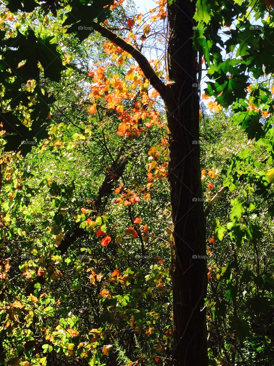 Just a touch of fall