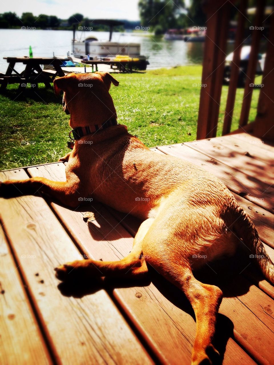 Lazy summer afternoon 