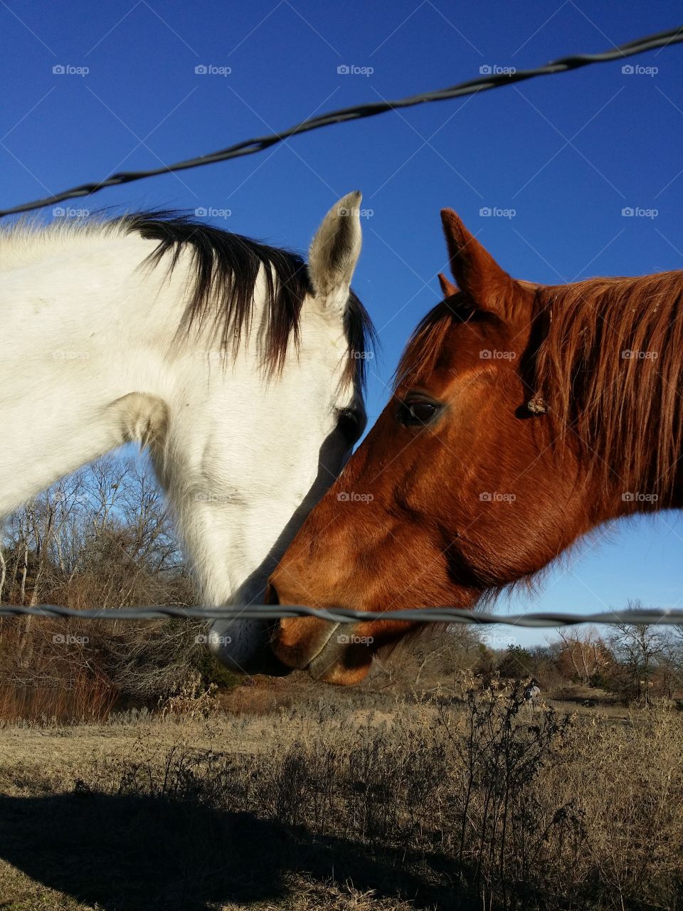 Two Horses Greeting Each Other in the Pasture