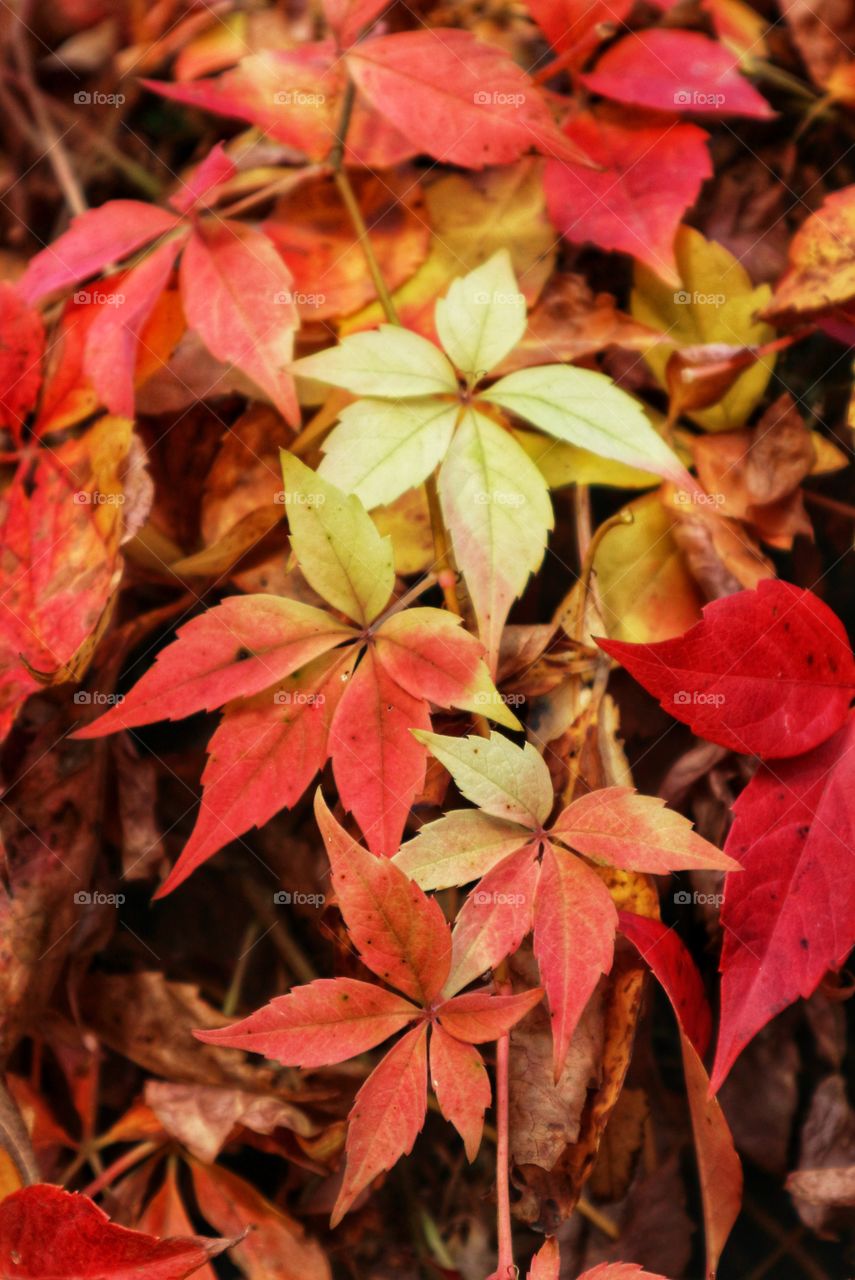 Autumn leaves