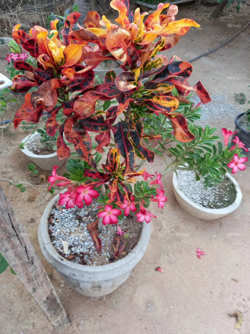 Rosas do deserto.