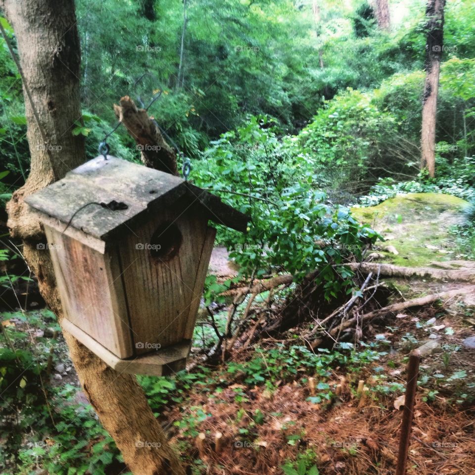 Birdhouse in Forest