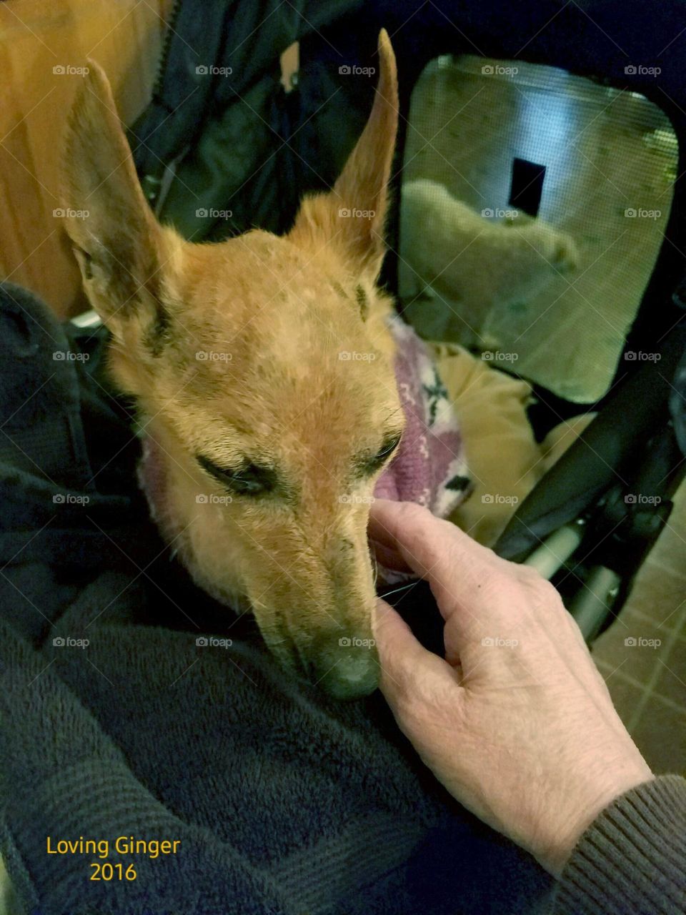 The touch of love to my companion dog as my other poodle waits. My brown terrier is sick but will be okay with my caring for her 🐾