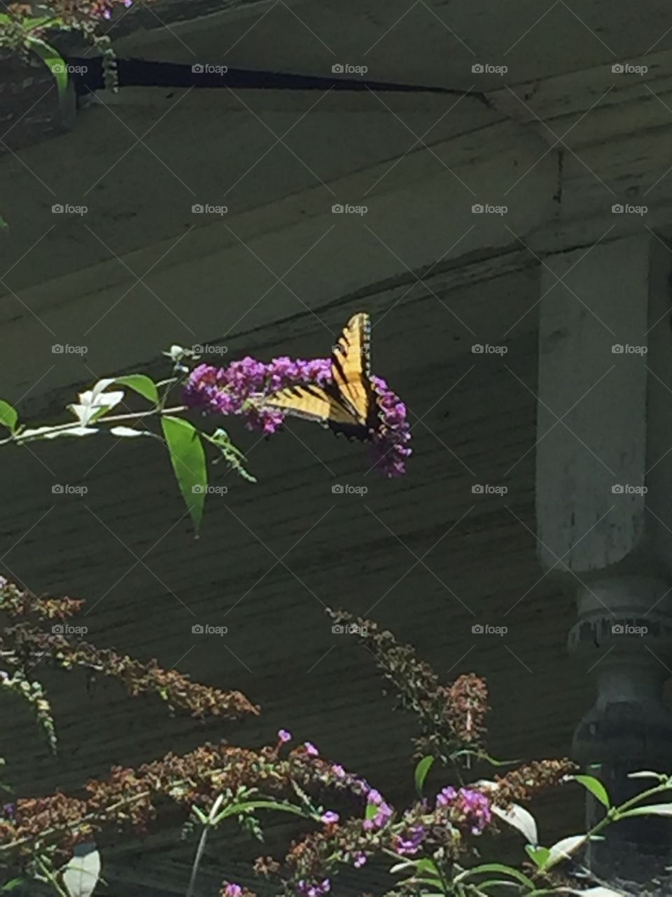 Monarch butterfly 