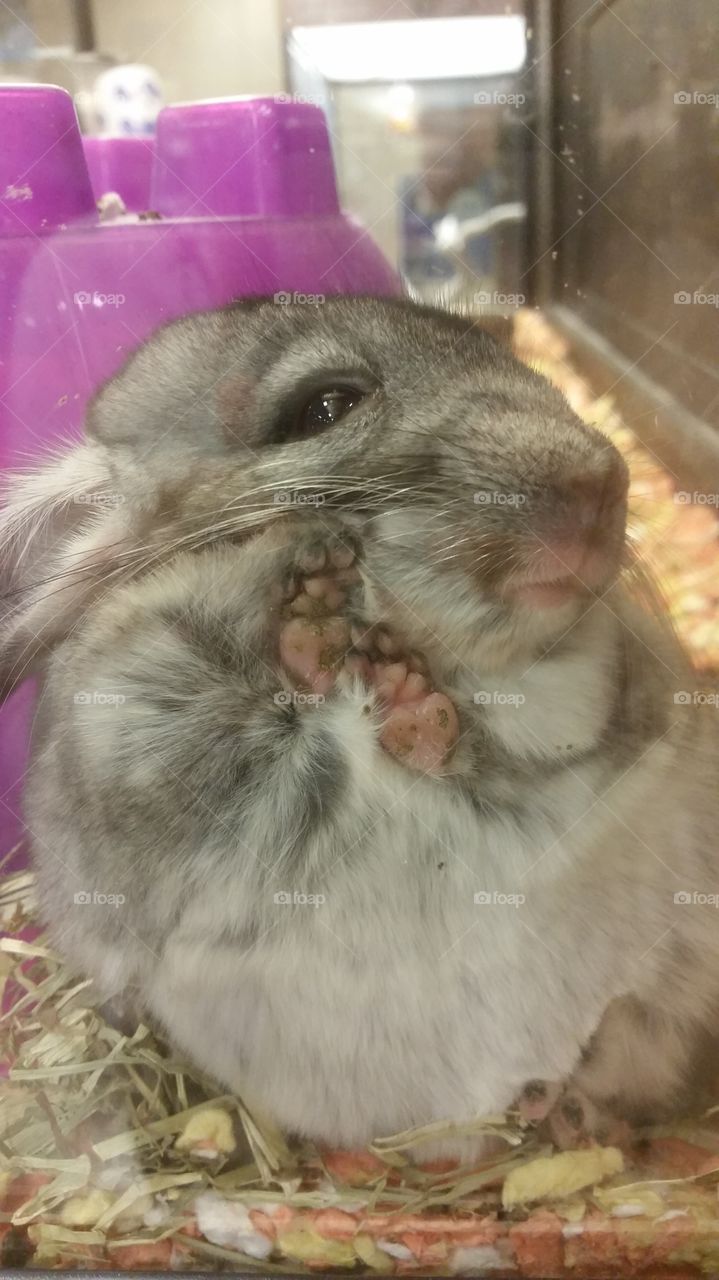 Chinchilla