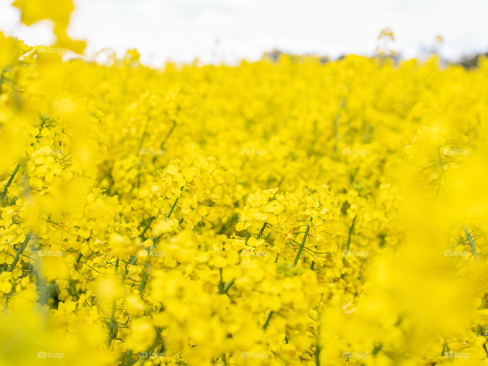 Yellow field 