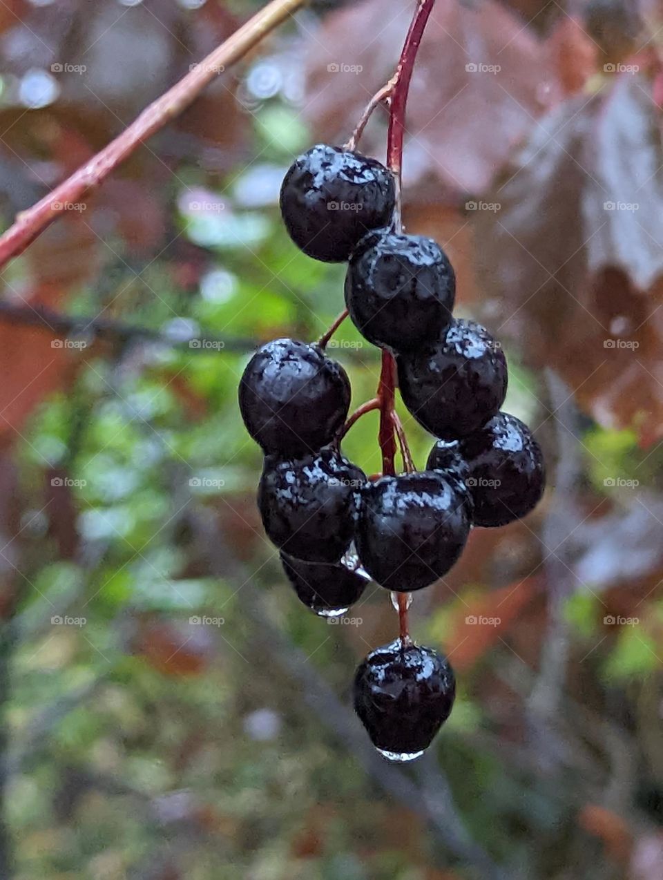 Purple berries in the rain