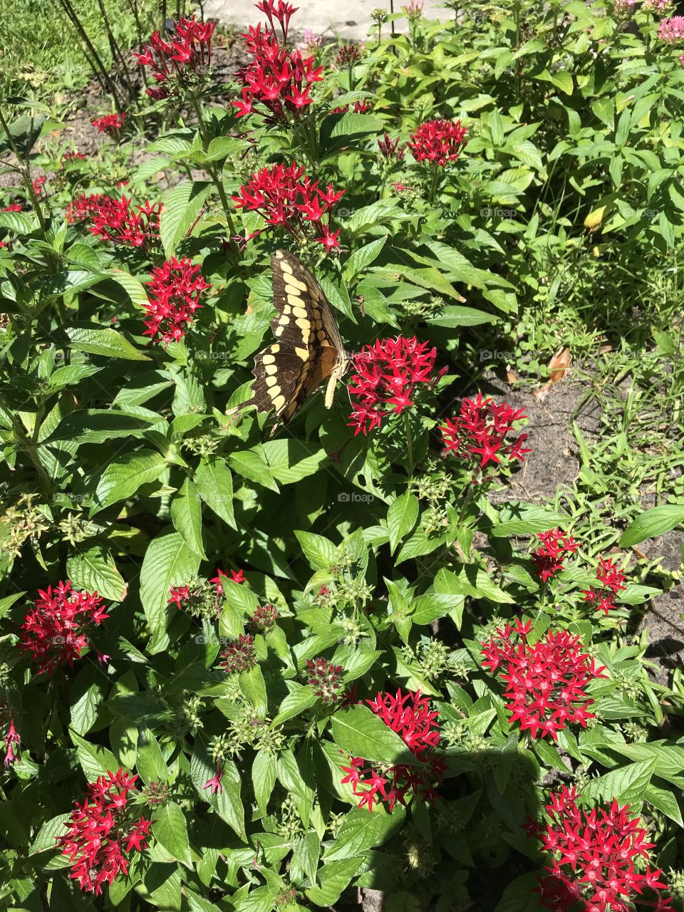 Butterfly in a garden. 