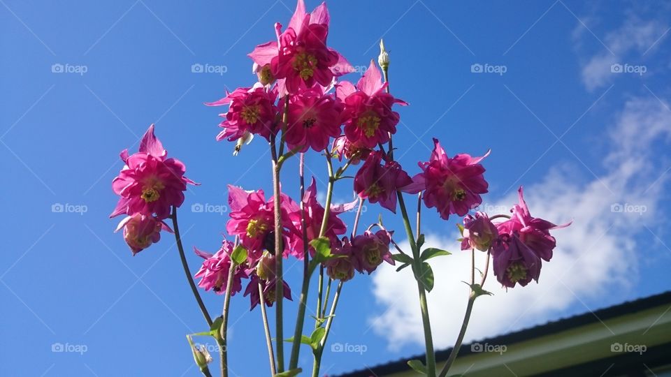 Pink Flowers