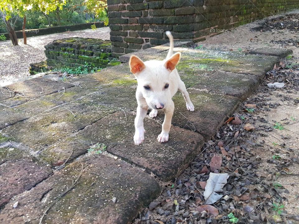 a white puppy at the temple ruins in Sri Lanka in the beautiful city of polonnaruwa. this is a cute, nasty little guy. a good puppy
