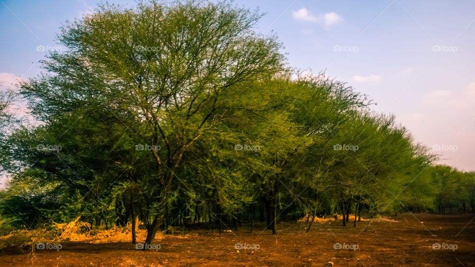 greenful forest 