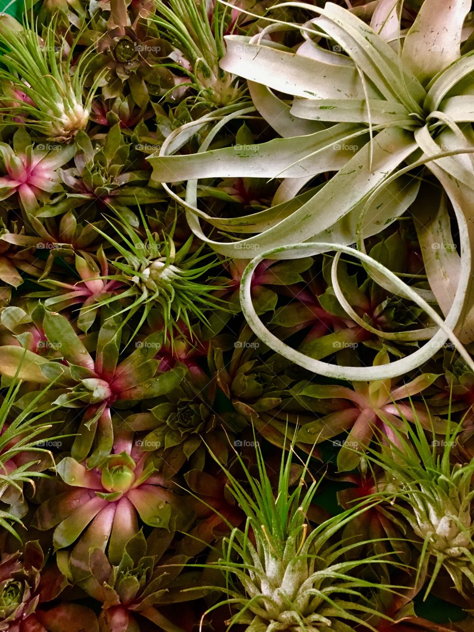Succulents and air plants 