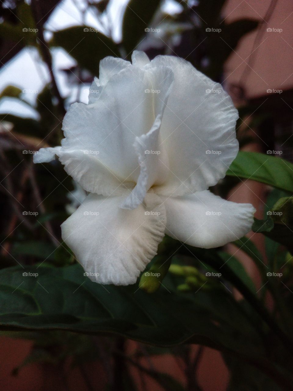 White Flower in full bloom