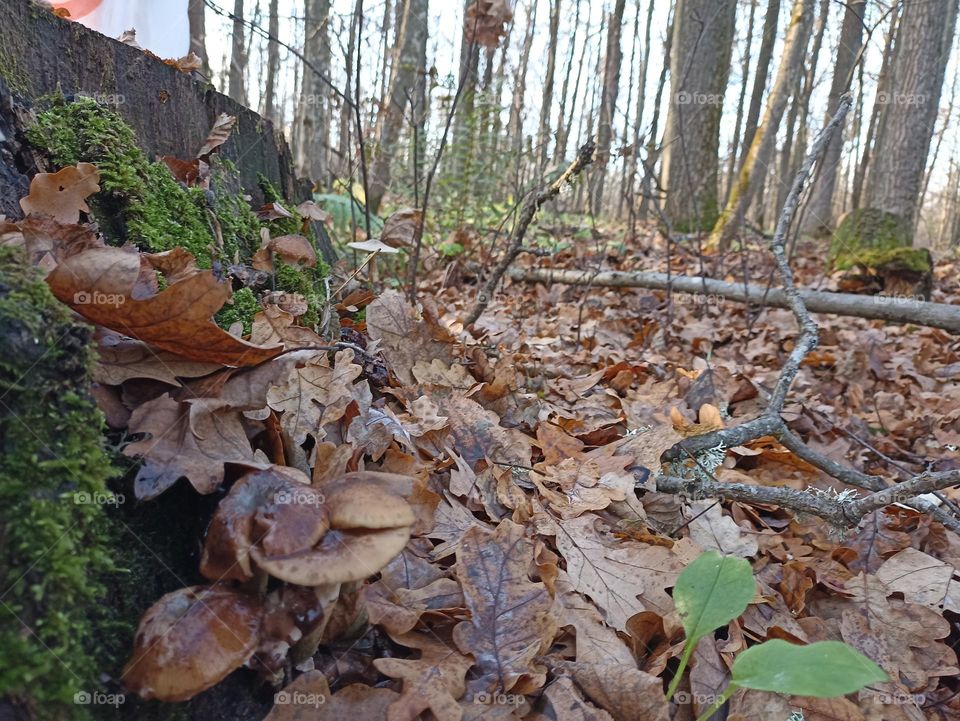 Mushrooms in the foliage