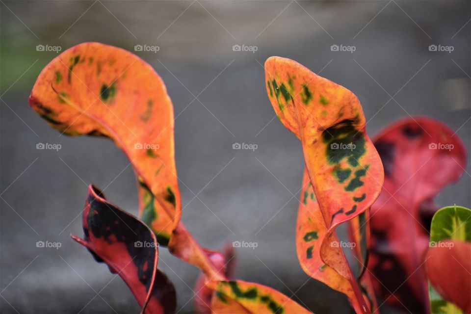 Croton leaves, beautiful, and colorful