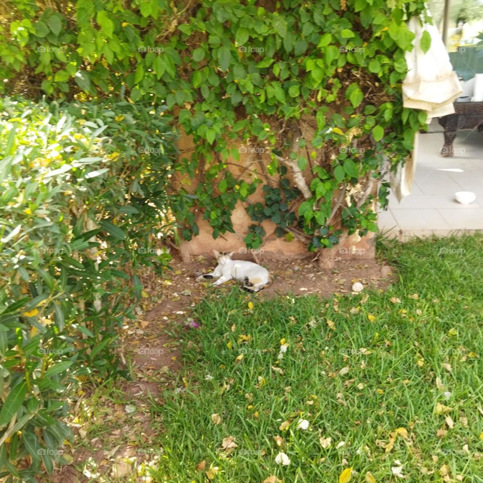 Beautiful cat sleeping in the garden