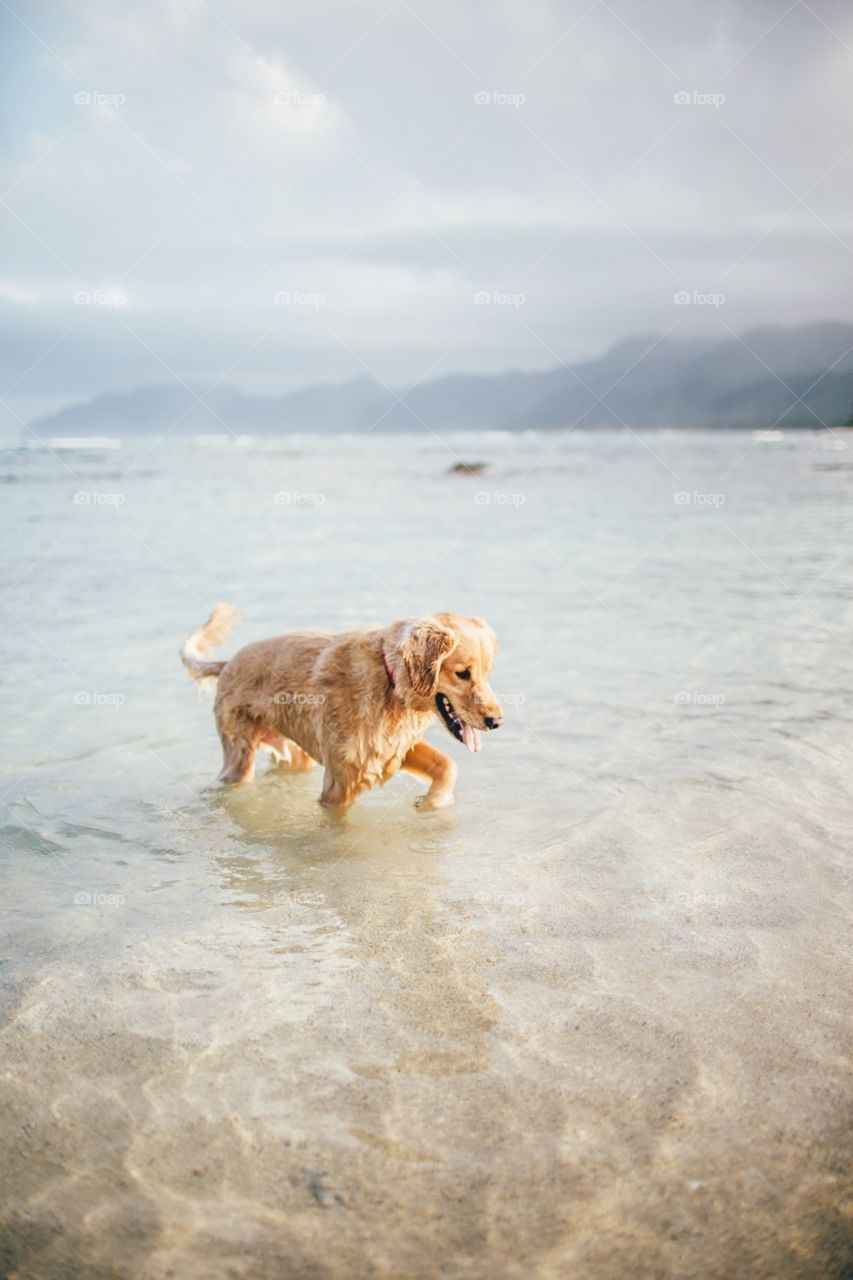 Golden retriever plays in ocean.