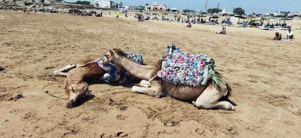 Beautiful sleepy camels on sand near the beach at essaouira city in Morocco.