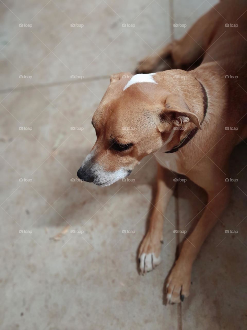 a young male pup, awaiting the rise of his delicious food on its metal trays, covered in meats and biscuits.