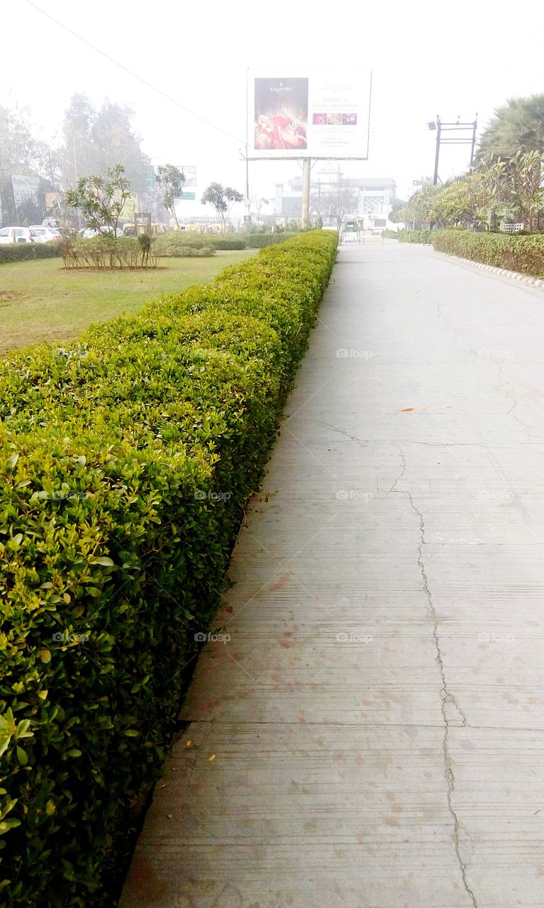 nature tree green grass road