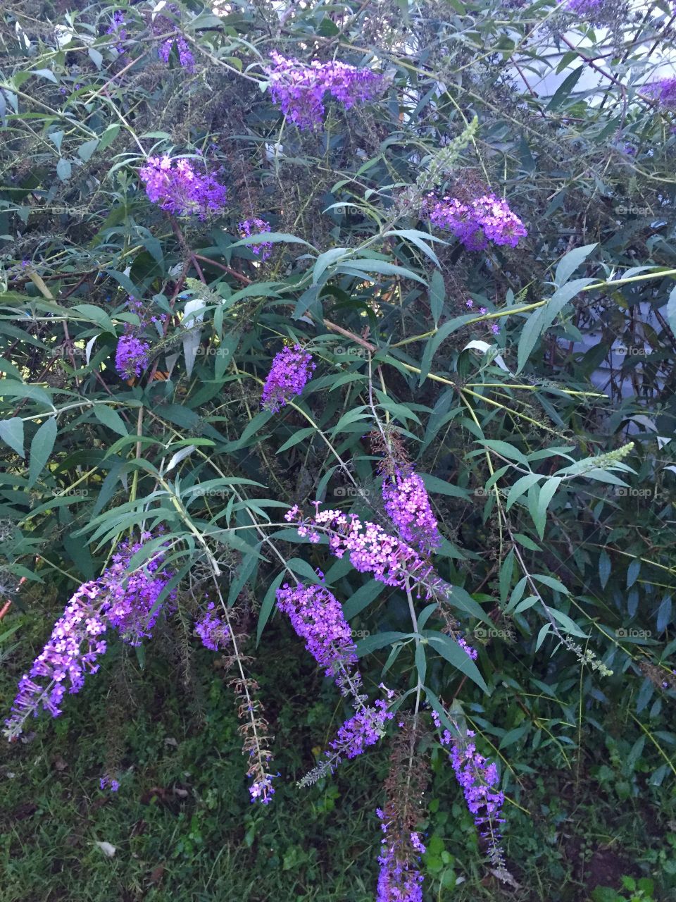A purple butterfly bush with long elongated beautiful flowering blooms. 