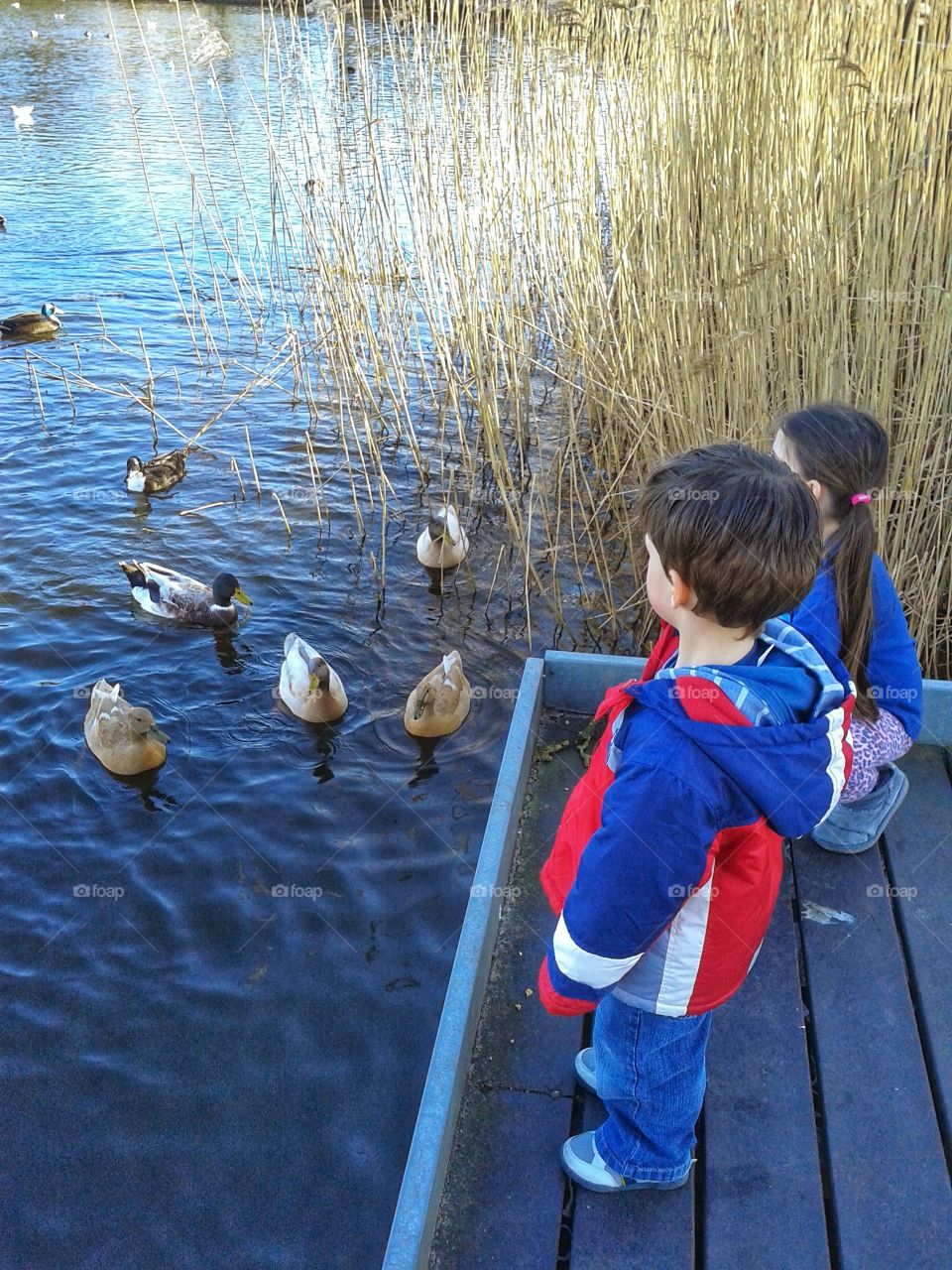 my kids enjoying the ducks
