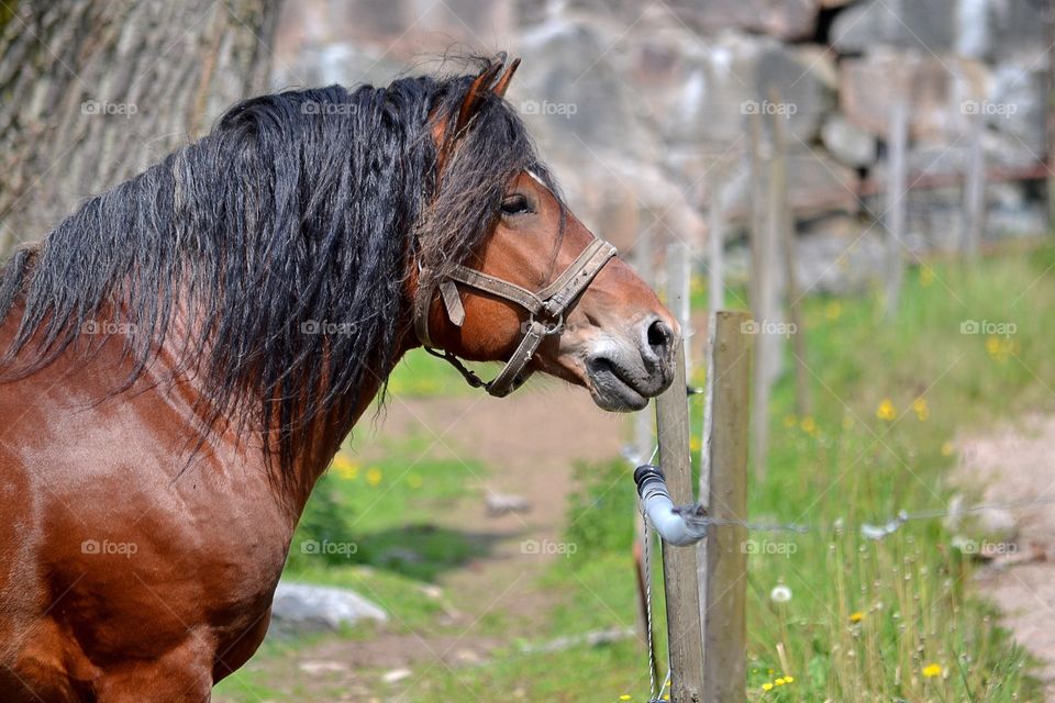 Mammal, Farm, Animal, Cavalry, One