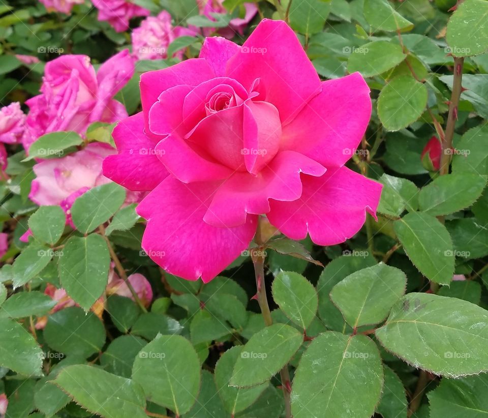 Pink rose