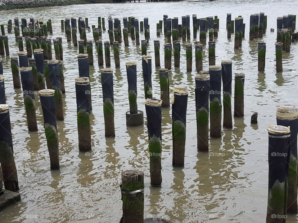 Wooden Stakes in Water