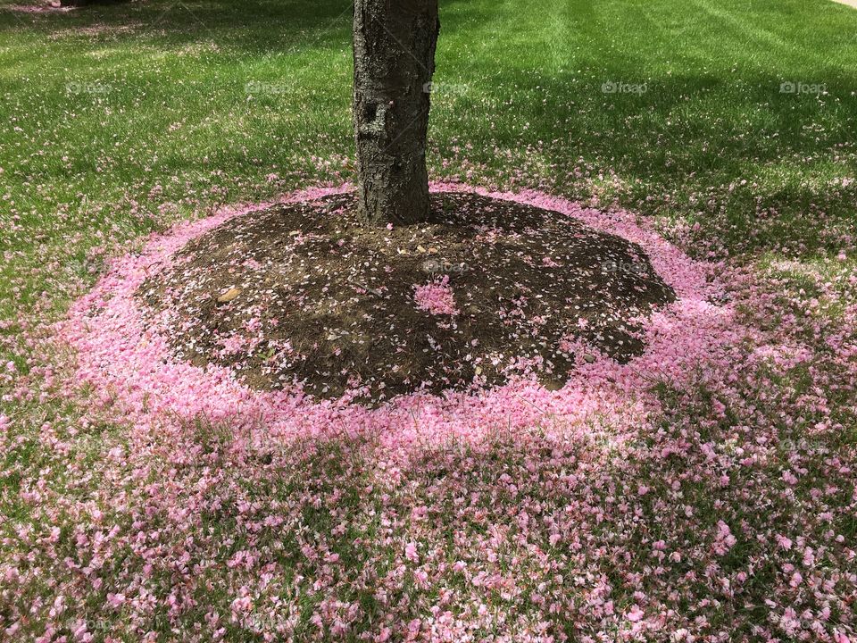 Petals firm a circle