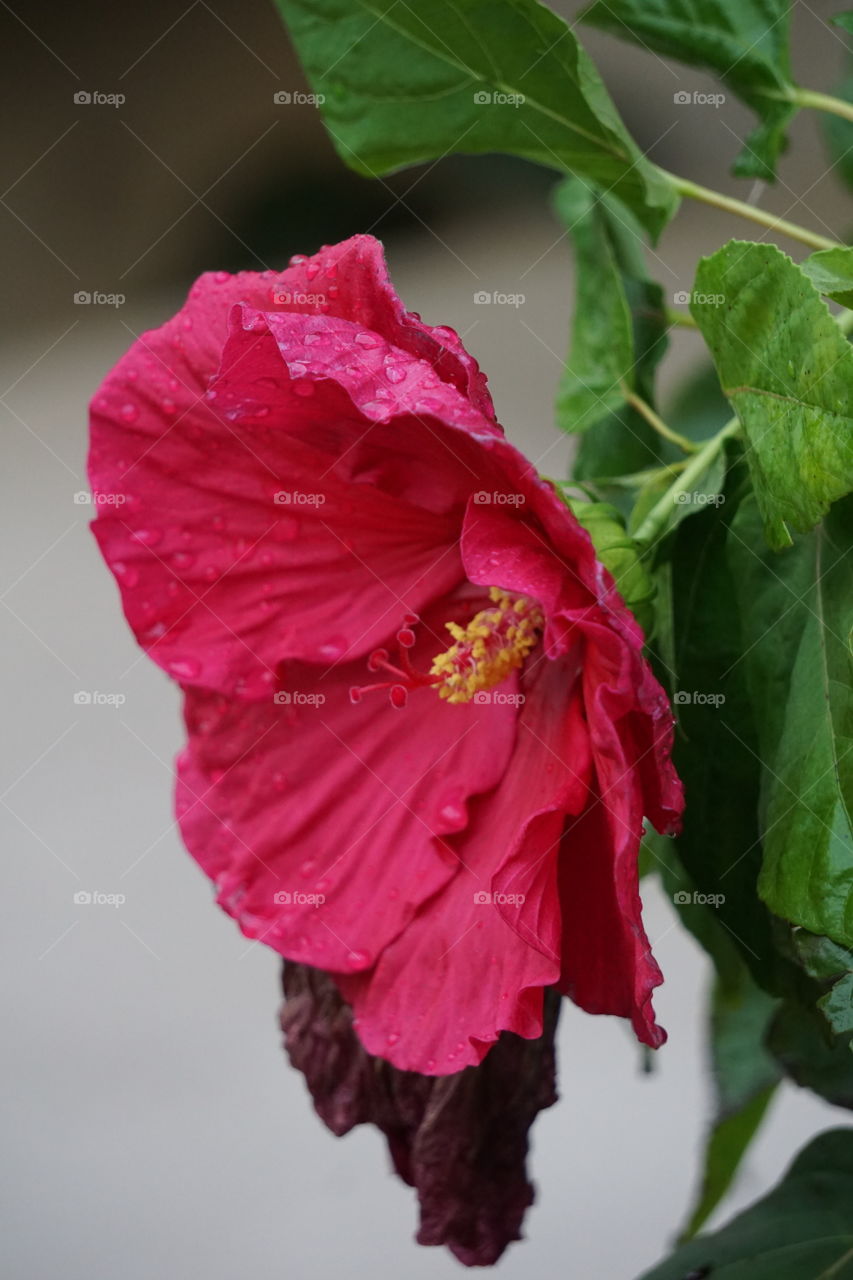 Dew drops on hibiscus petals. 