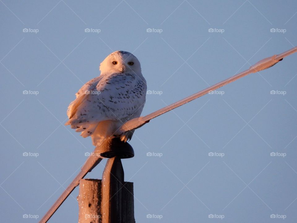 winter snowy owl