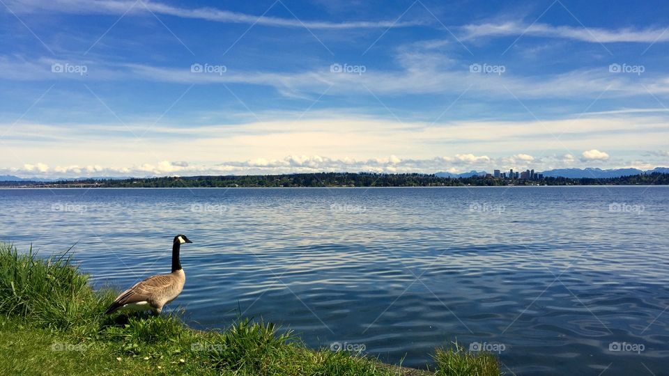 Goose in Thought. Canada goose contemplating a move on the shore of Lake Washington 