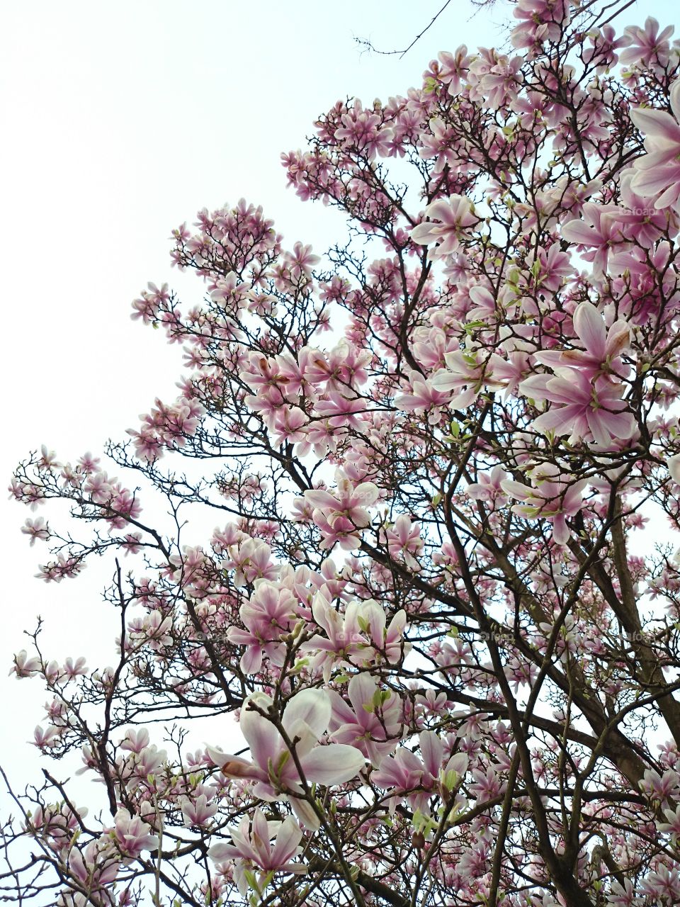 Magnolia to the sky. Magnolia tree in spring