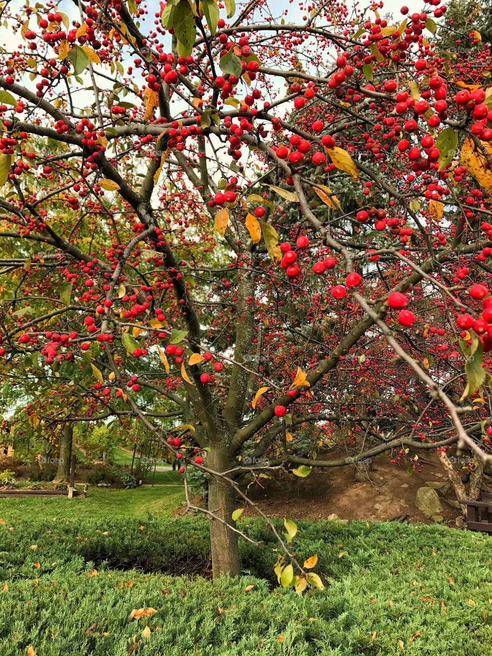 Apple tree