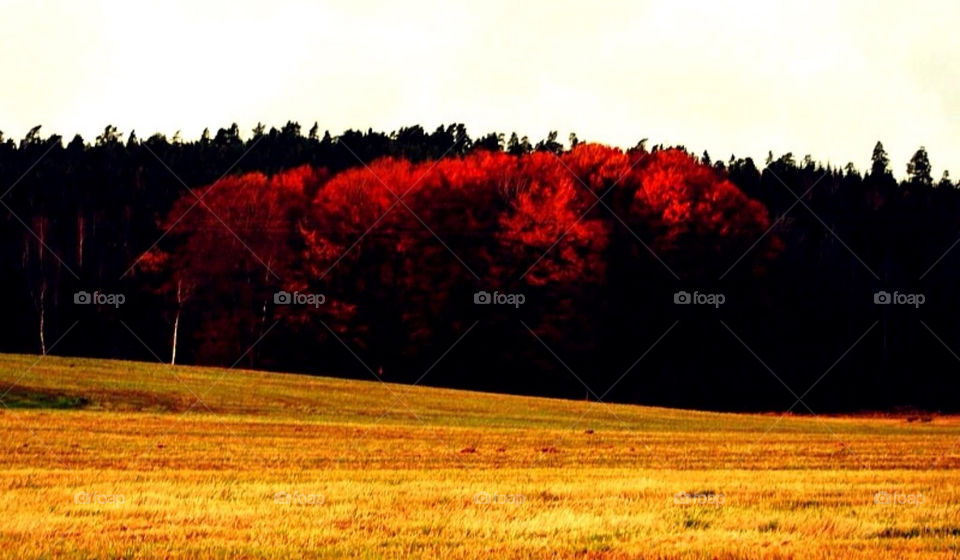 sky trees fall autumn by merethe