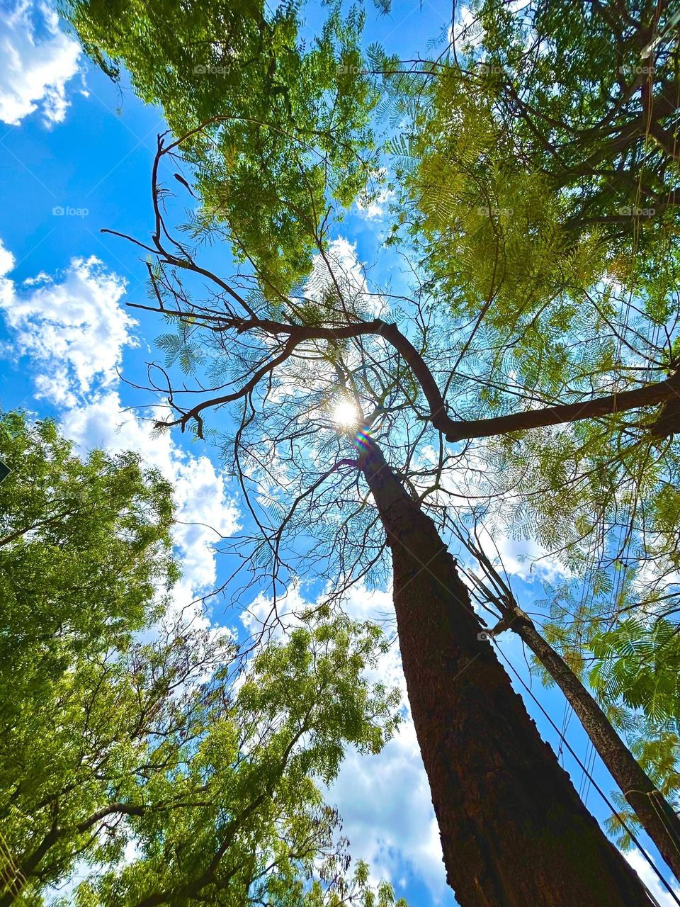 Natural light - Tree and sky