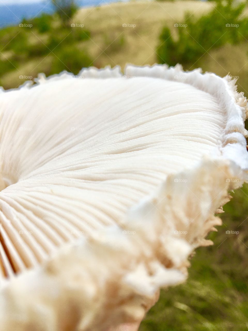 snowy white mushroom 